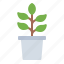 plant, grow, nature, potted plant 