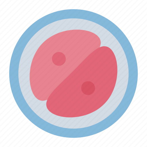 Zygote, biology, science, education icon - Download on Iconfinder