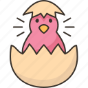 hatching, egg, bird, chick, life