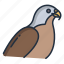falcon 