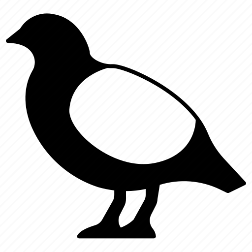 Partridge bird, partridge, bird, birds, nature icon - Download on Iconfinder