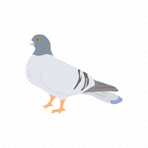 Animal, bird, domestic pigeon, feather, homing pigeon, pigeon, wings icon - Download on Iconfinder