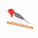 animal, beak, bird, feather, passerine bird, sapsucker, wryneck