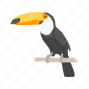 animal, bird, giant toucan, passerine bird, toco toucan, toucan