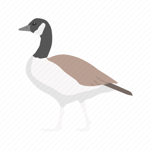 Animal, beak, bird, canada goose, feather, goose, waterfowl icon - Download on Iconfinder
