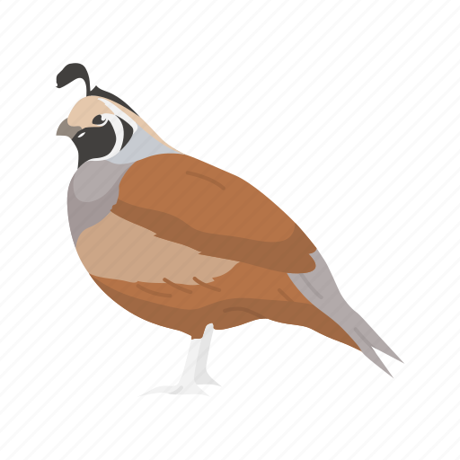 Animal, beak, bird, plume, quail, valley quail icon - Download on Iconfinder