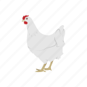 animal, bird, chicken, cock, galinaceous bird, hen, rooster