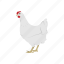 animal, bird, chicken, cock, galinaceous bird, hen, rooster 