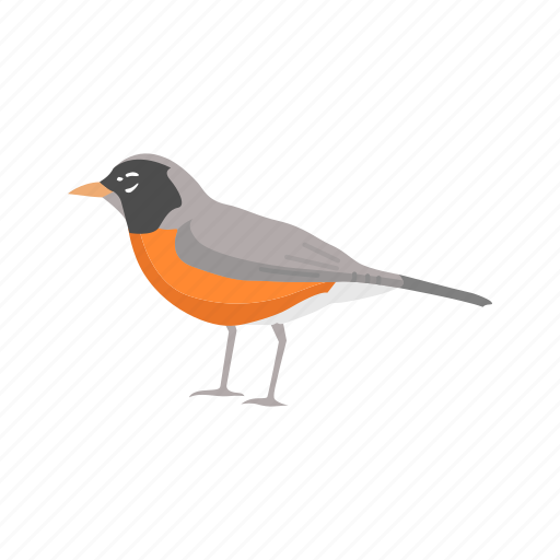 Animal, baltimore oriole, bird, orche oriole, passerine bird icon - Download on Iconfinder
