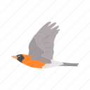 animal, baltimore oriole, bird, orche oriole, passerine bird