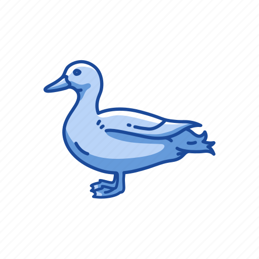 Domestic goose, emdem goose, feather, goose, shelducks, waterfowl icon - Download on Iconfinder