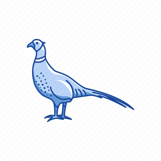 Animal, beak, bird, game bird, pheasant, ring-necked pheasant icon - Download on Iconfinder