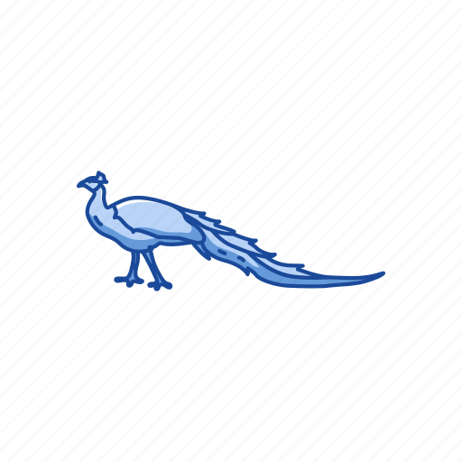 Animal, bird, indian peacock, pavo, peacock, peafowl, peahan icon - Download on Iconfinder
