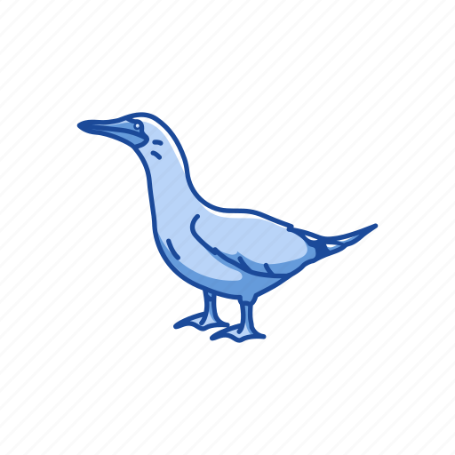 Animal, bird, blue feet, blue-footed booby, booby, flipper bird, marine bird icon - Download on Iconfinder