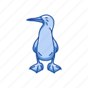animal, bird, blue feet, blue-footed booby, booby, flipper bird, marine bird