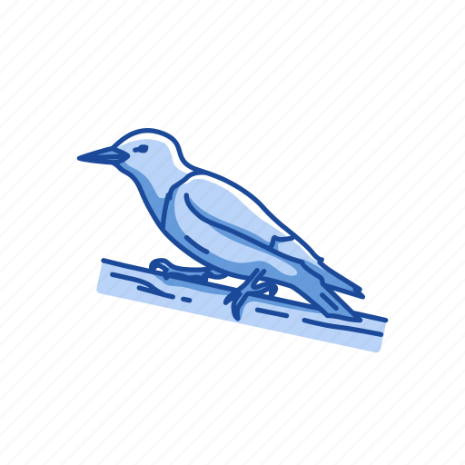 Animal, beak, bird, feather, sapsucker, wryneck icon - Download on Iconfinder