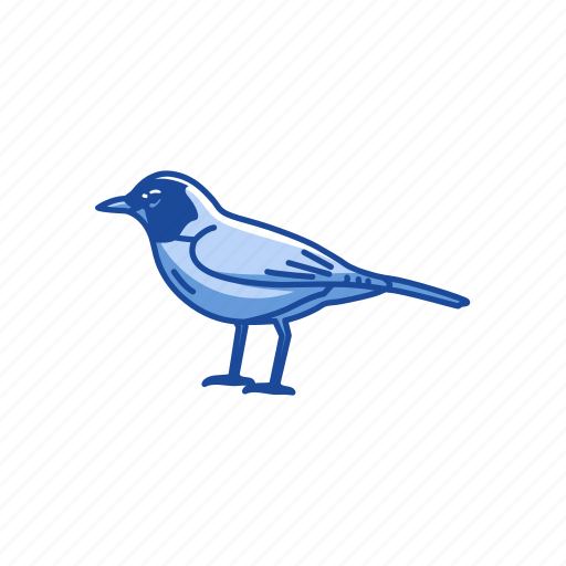 Animal, baltimore oriole, bird, orche oriole, oriole, passerine bird icon - Download on Iconfinder
