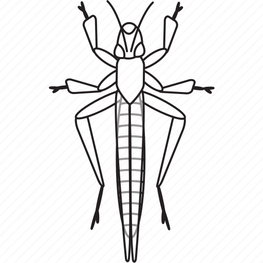 Bw, grasshoper, art, bug, bugs, graphic, insect icon - Download on Iconfinder