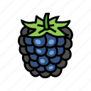 ripe, blackberry, fruit, berry, food, summer