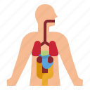 anatomy, human, body, organs, parts