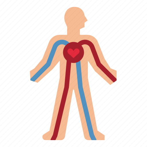 Circulatory, blood, body, system, anatomy icon - Download on Iconfinder