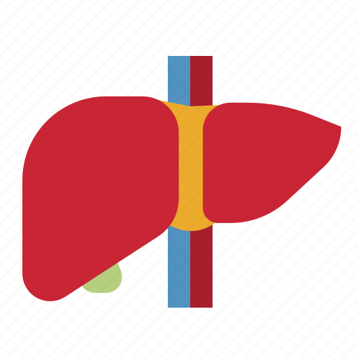 Liver, healthcare, medical, anatomy, organ icon - Download on Iconfinder