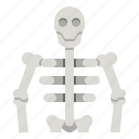 skeleton, skull, bones, anatomy, medical