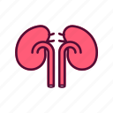 kidneys, healthy, organ, renal, urology