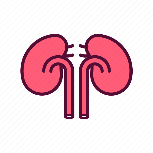 Kidneys, healthy, organ, renal, urology icon - Download on Iconfinder