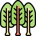 chard, fiber, leaves, trees, garden