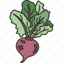 beetroots, vegetable, gourmet, organic, garden