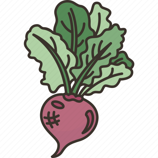 Beetroots, vegetable, gourmet, organic, garden icon - Download on Iconfinder