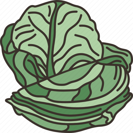 Cabbage, vegetable, fresh, ingredient, organic icon - Download on Iconfinder
