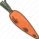 carrot, vegetable, food, organic, agriculture