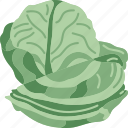 cabbage, vegetable, fresh, ingredient, organic