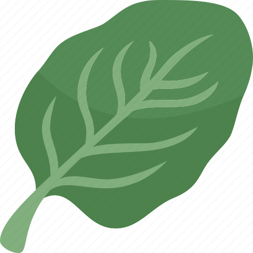 Spinach, vegetable, garnish, fresh, gourmet icon - Download on Iconfinder