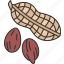peanuts, groundnut, seedpod, kernel, bean 