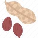 peanuts, groundnut, seedpod, kernel, bean