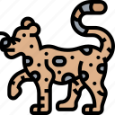 jaguar, tiger, leopard, wildlife, animal