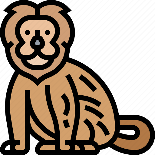 Tamarin, monkey, wildlife, amazon, animal icon - Download on Iconfinder