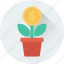 dollar plant, growth, investment, money plant, plant 