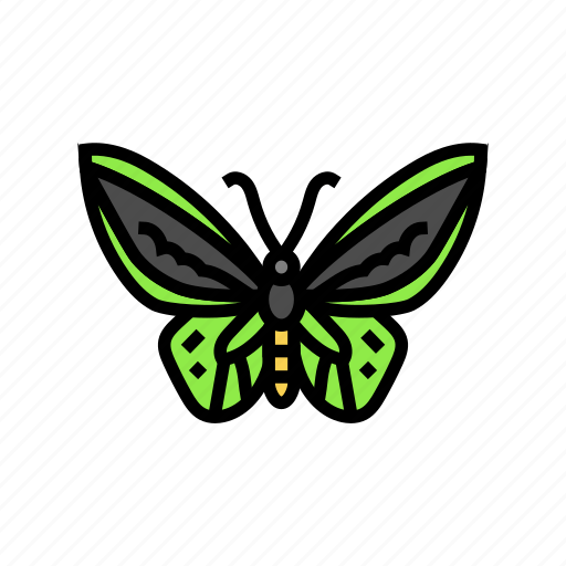 Cape, york, birdwing, insect, butterfly, summer icon - Download on Iconfinder