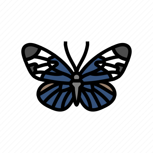 Sapho, longwing, insect, butterfly, summer, spring icon - Download on Iconfinder