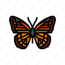 viceroy, summer, butterfly, spring, insect, nature