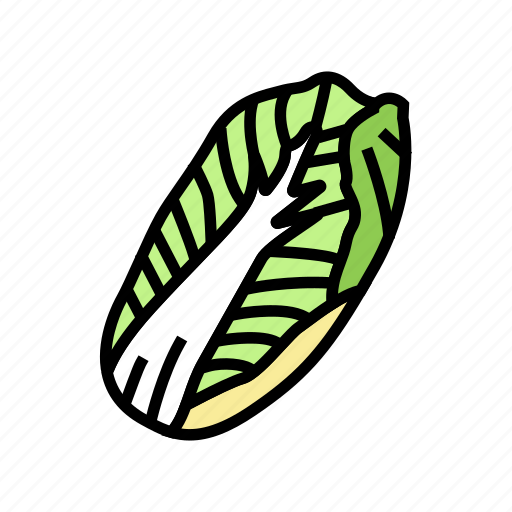 Chinese, cabbage, natural, vitamin, food, healthy icon - Download on Iconfinder