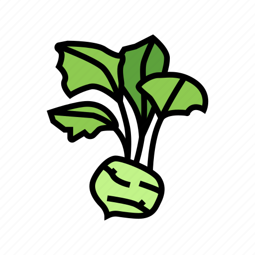 Kohlrabi, cabbage, natural, vitamin, food, healthy icon - Download on Iconfinder