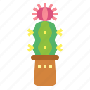 cactus, botanical, nature, plant, dessert