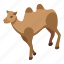 camel, animal, isometric 