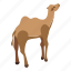 camel, isometric 