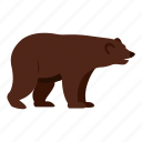 animal, bear, brown, canada, carnivore, grizzly, mountain